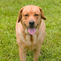 Winnie - Labrador Retriever