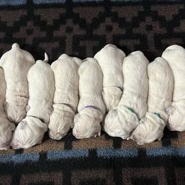 Cumberland - Light golden male Golden Retriever puppy in Adair, Oklahoma from Rejoice Retrievers