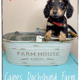 Abbeline - Black and cream female Dachshund puppy in Cincinnati, Ohio from Caines Dachshund Farm