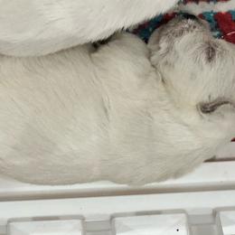 Paisley - White female West Highland White Terrier puppy in Ridgeway, Virginia from Rivers Bend Westies