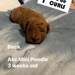 Bichon Frise and Poodle Puppies from Casa de Curls