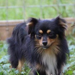 Griz - Australian Shepherd