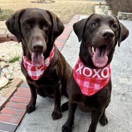 Labrador Retrievers from Hershey’s Chocolate Retrievers