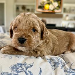 Green Collar - Apricot male Goldendoodle puppy in Indiahoma, Oklahoma from Farm Fresh Doodles