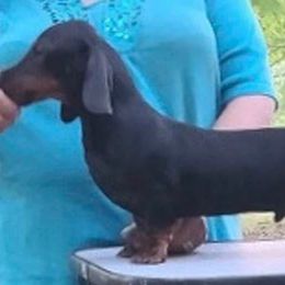 Tryst - Dachshund