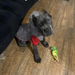 Biewer Terrier, Cane Corso, and Yorkshire Terrier Puppies from Exotic Yorkie Imports & Cessna Cane Corso