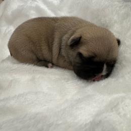 Chance - Fawn male French Bulldog puppy in Riverview, Florida from The Frenchie Lady Co.