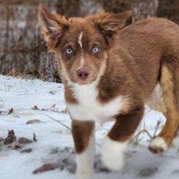 Miniature American Shepherds and Miniature Australian Shepherds from Majestic Point Aussies