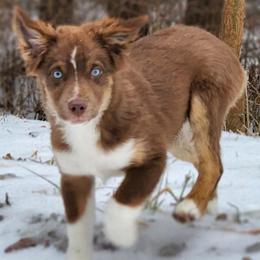 Miniature American Shepherds and Miniature Australian Shepherds from Majestic Point Aussies