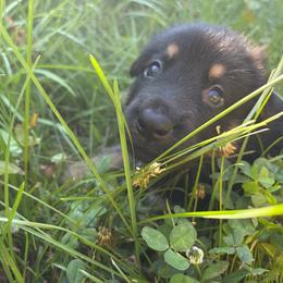 Blue Boy - Black and tan male German Shepherd puppy in Wayne, Maine from Copper Hill German Shepherds