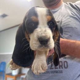 Mable - Black and white female Basset Hound puppy in Brandon, Mississippi from Milton’s Bassets