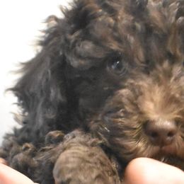 Poodles from Archie's Angels