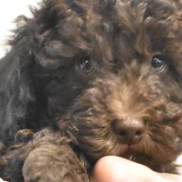 Poodles from Archie's Angels