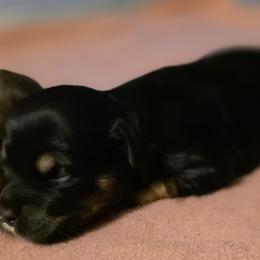 Girl 2 - Black and tan female Cavapoo puppy in Medina, Ohio from Momma's Minis
