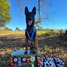 Belgian Malinois Puppies from Fromage Malinois
