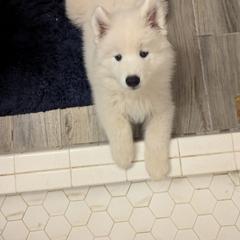 Samoyed Puppies from Brandy Burke