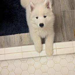 Samoyed Puppies from Brandy Burke