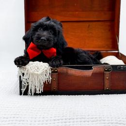 Blake - Black male Goldendoodle puppy in North Carolina from NC Doodle Puppies