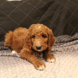 Goldendoodle Puppies from Cali Doodles