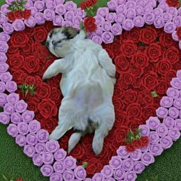 Shih Tzu Puppies from Cindy Hampton