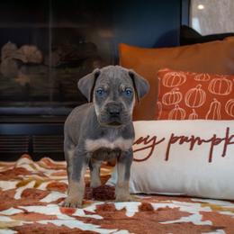 Blue Tan Point (1) - Blue male Great Dane puppy in Kimball, Michigan from Starlight Danes