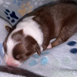 Ruffles - Red tri-color male Australian Shepherd puppy in Laurel, Mississippi from Reeves Australian Shepherds