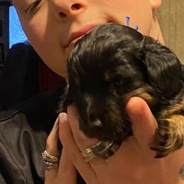 NICKI AKC REGISTERED MALE - Black and tan male Dachshund puppy in Elizabethtown, Kentucky from Teeny Tiny Puppy Tails