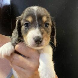 Skipper Boy 4 - Dapple male Dachshund puppy in Bigfork, Minnesota from Dachshunds Up North