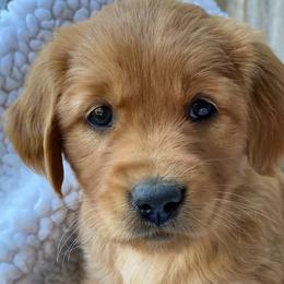 Miss America - Dark golden female Golden Retriever puppy in Chico, California from Glenmac Goldens