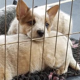 Australian Cattle Dog Puppies from Americana Farm