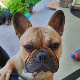 Walter - French Bulldog