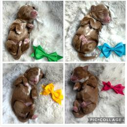 Tikka - Red female Cavapoo puppy in Central, Arizona from Desert Valley Doodles