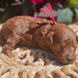 Cooper - Red  male Poodle puppy in Salem, Missouri from Meadowbrook Poodles
