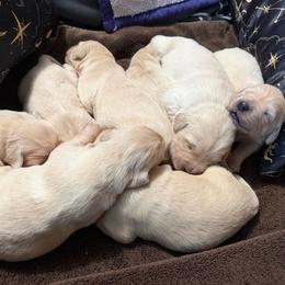 Girl 3 - Light golden female Golden Retriever puppy in Knoxville, Tennessee from Jack and Ginger’s Goldens