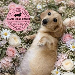 Rylee - Dachshund