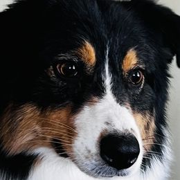 Dolly - Australian Shepherd