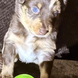 Pryia - Red merle female Australian Shepherd puppy in Az, Yuma, Arizona from The Southern Dog