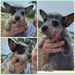 Boy 1 - Blue male Australian Cattle Dog puppy in Bradford, Arkansas from Cedar Rock Heelers and Kelpies