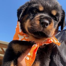 Female 859 - Black and mahogany female Rottweiler puppy in Ocala, Florida from Southeast Companion & Protection Dogs
