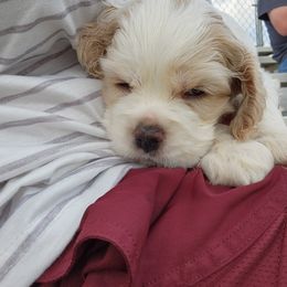 Cocker Spaniel Puppies from Gates Cocker Spaniels