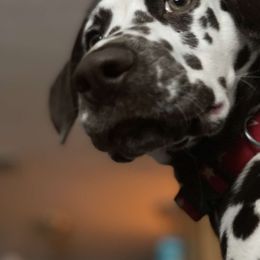 Dalmatian Puppies from Sublime Dalmatians