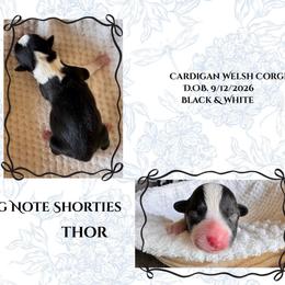 Thor - Black and white male Cardigan Welsh Corgi puppy in Casper, Wyoming from Flying Note Shorties