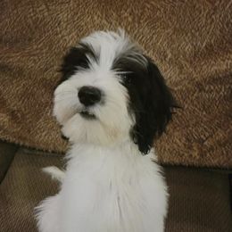 Labradoodles and Sheepadoodles from Hub City Doodles