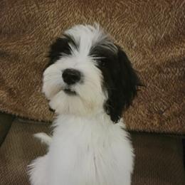 Labradoodles and Sheepadoodles from Hub City Doodles