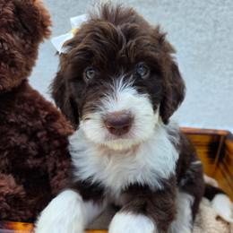 Panda - Brown and white female Aussiedoodle puppy in Haleyville, Alabama from The Cuddly Dood Ranch