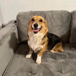 Pembroke Welsh Corgis from Harper’s Corgis