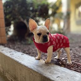 French Bulldog and Labrador Retriever Puppies from Desiree Ortiz's French Bull Dogs and Labrador Retrievers