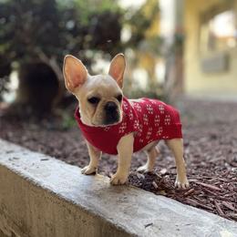 French Bulldog and Labrador Retriever Puppies from Desiree Ortiz's French Bull Dogs and Labrador Retrievers