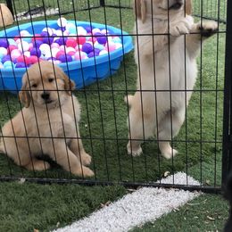 Flat-Coated Retriever and Golden Retriever Puppies from LaDean Faris