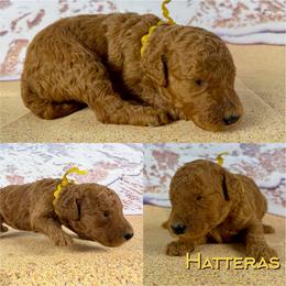 Hatteras - Red  female Poodle puppy in Swansboro, North Carolina from Monarch Standard Poodles